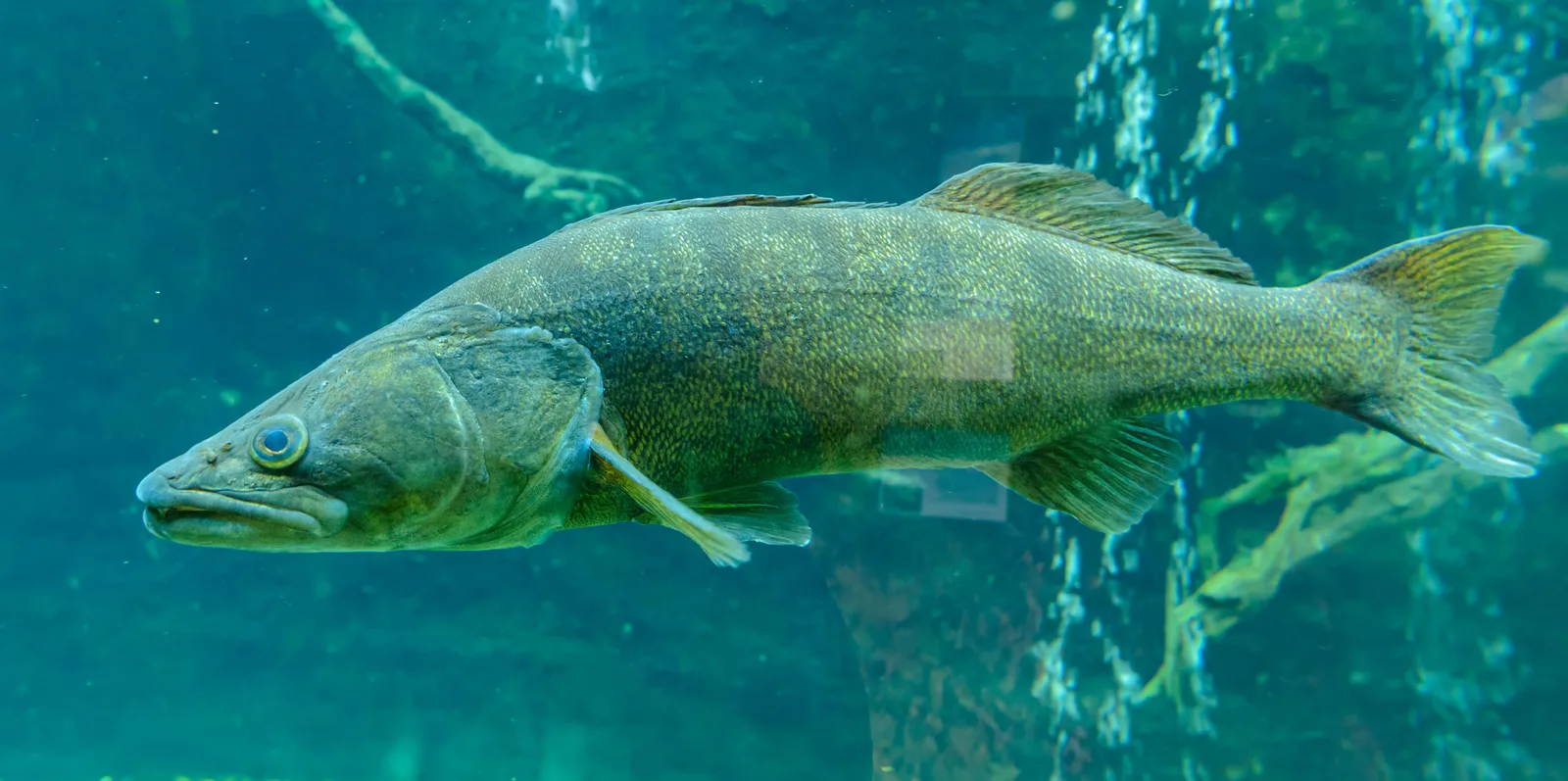 Zander im Freiwasser knapp über dem Grund