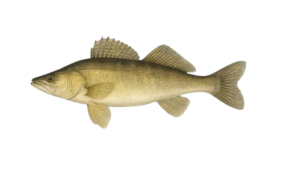 Zander Symbol