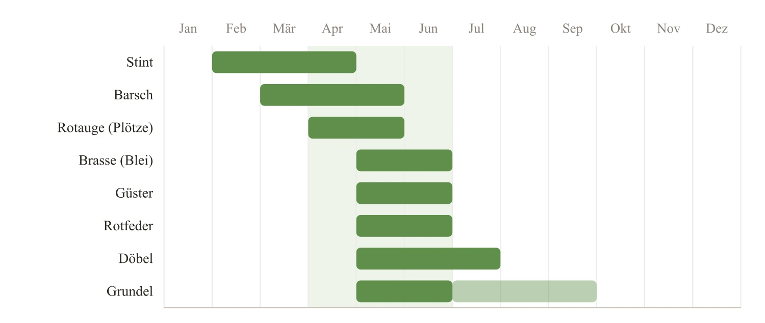 Laichkalender der wichtigsten Beutefische: Stint laicht Februar bis April, Barsch März bis Mai, Rotauge (Plötze) April bis Mai, Brasse, Güster und Rotfeder Mai bis Juni, Döbel Mai bis Juli, Grundel Mai bis September – Kernzeit April bis Juni.